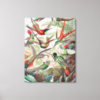 Colibri, Trochilidae Kolibris par Ernst Haeckel