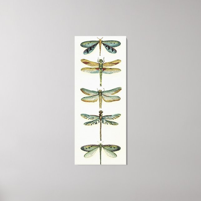 Toile Collection de libellules par Chariklia Zarris (Recto)