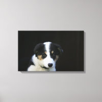 Collie Collie Puppy vieille frontière de 12 semain