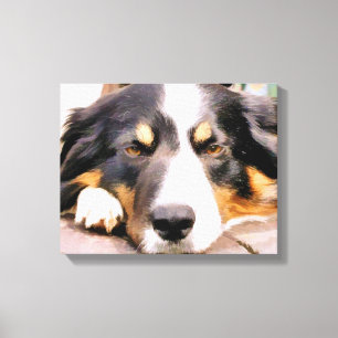 TOILE COLLIE FRONTALIÈRE