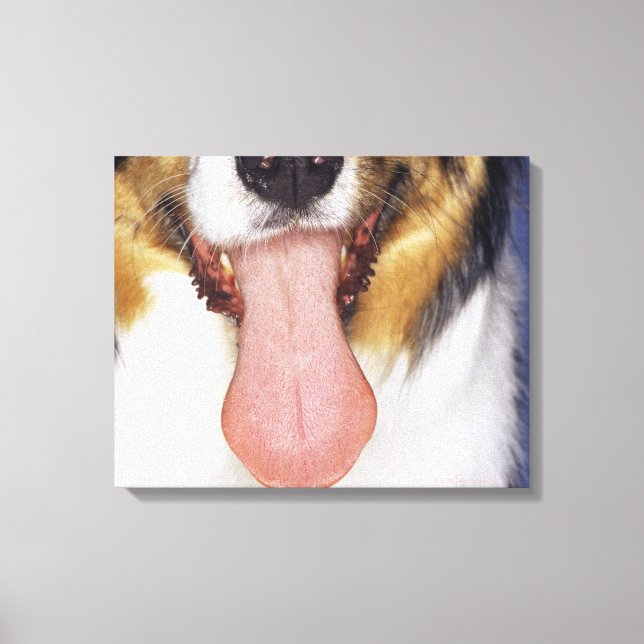 Toile Collie langue à balancer (Recto)