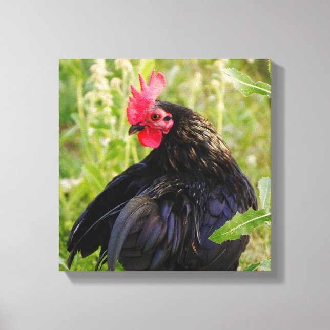 Toile Combattre le coq (Recto)