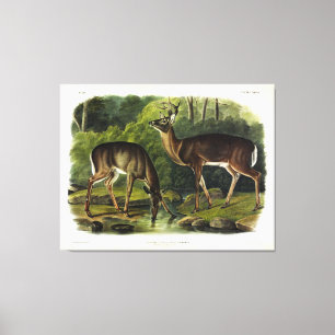 Toile Common Deer