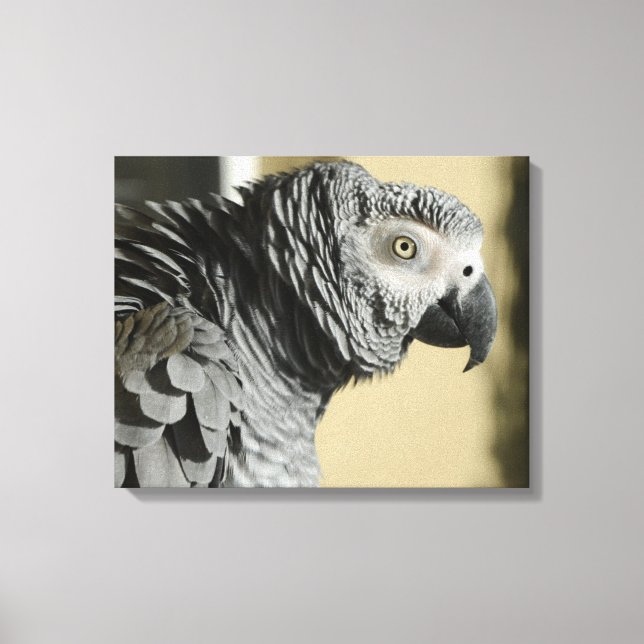 Toile Congo Perroquet gris avec plumes rouillées (Recto)