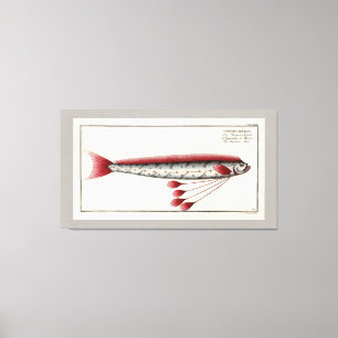 Toile Copie vintage d'Oarfish géant
