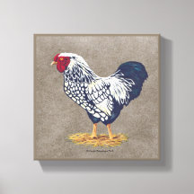 Coq argenté Laced Wyandotte