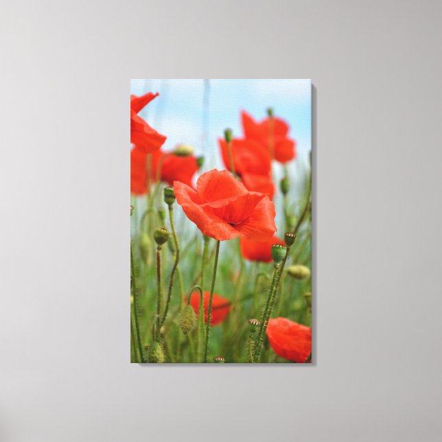 Toile Coquelicots (Recto)