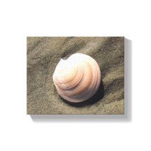 Coquillage sur le sable