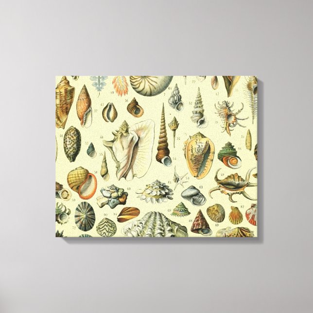 Toile Coquillages de coquillages Mollusk Clam Élégant Ar (Recto)