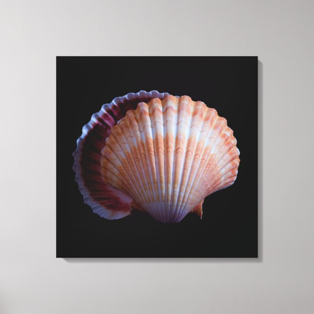 Toile Coquille de saint Jacques (Recto)