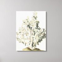 Corail d'aquarelle antique