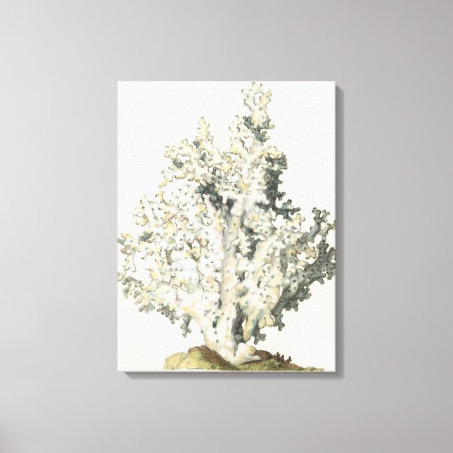 Toile Corail d'aquarelle antique (Recto)