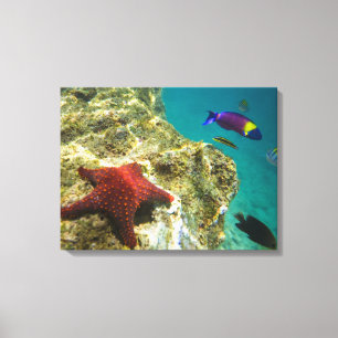 Toile Cortez Rainbow Wrasse mâle et femelle et mer