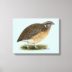 Toile Coturnix Pharaoh