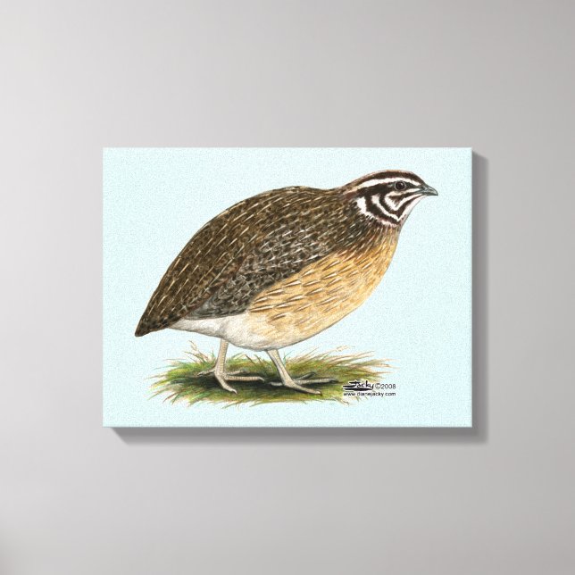 Toile Coturnix Pharaoh (Recto)