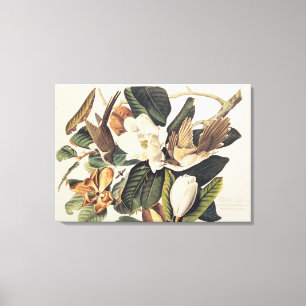 Toile coucou Noir-affiché sur la magnolia grandiflora,