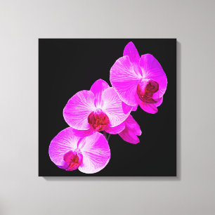 Toile Couleur Arrière - plan PixDezines Orchidée/Rose ch