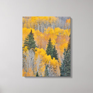 Toile Couleurs d'automne sur les bosquets de trembles