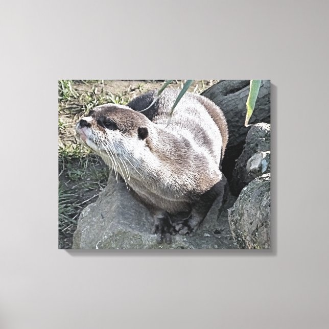 TOILE COUPER OTTER (Recto)