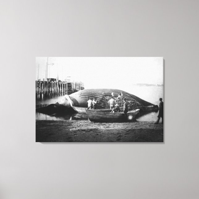 Toile Couper une baleine bleue en Alaska Photo (Recto)