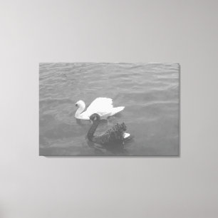 Toile Couple de cygne noir et blanc sur un lac