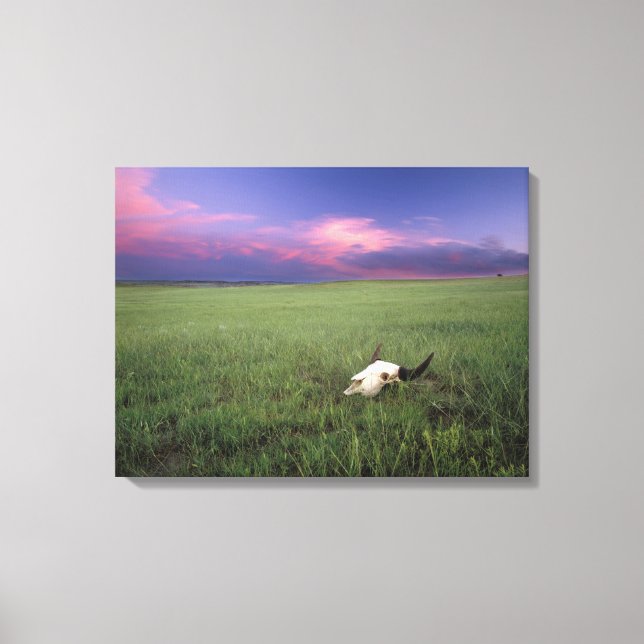Toile Crâne de buffle dans l'herbe des Prairies près de  (Recto)