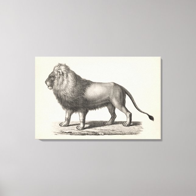 Toile Croquis Brodtmann Lion (Recto)