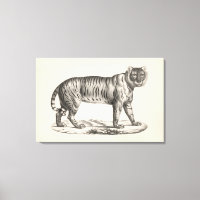 Croquis Brodtmann Tiger