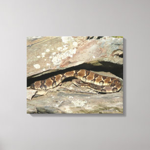 Toile Crotale dans le parc national de Shenandoah