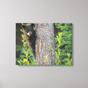 Toile Cube d'ours noir au printemps