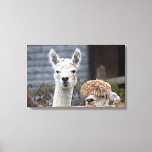 Toile Curieux Alpacas Cute Animaux
