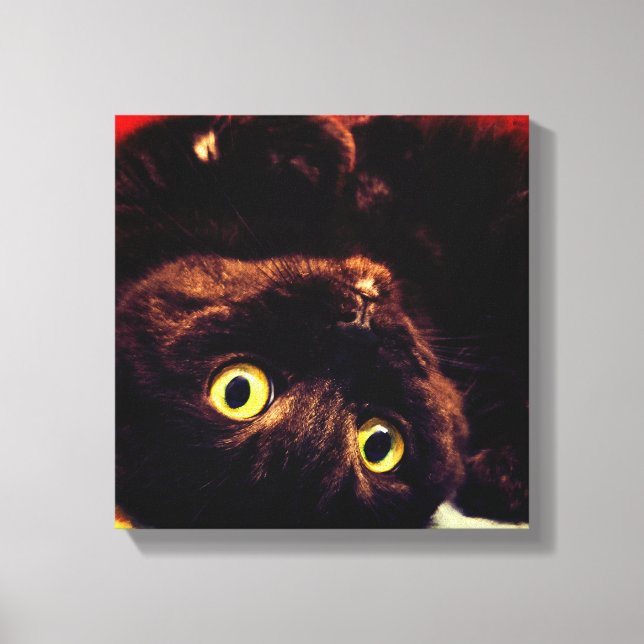 Toile Cute écossaise plié Munchkin chat (Recto)