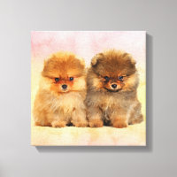 Cute Pomeranian Allemand Spitz Puppies