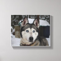 Cute Siberian Husky