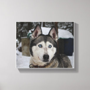 Toile Cute Siberian Husky