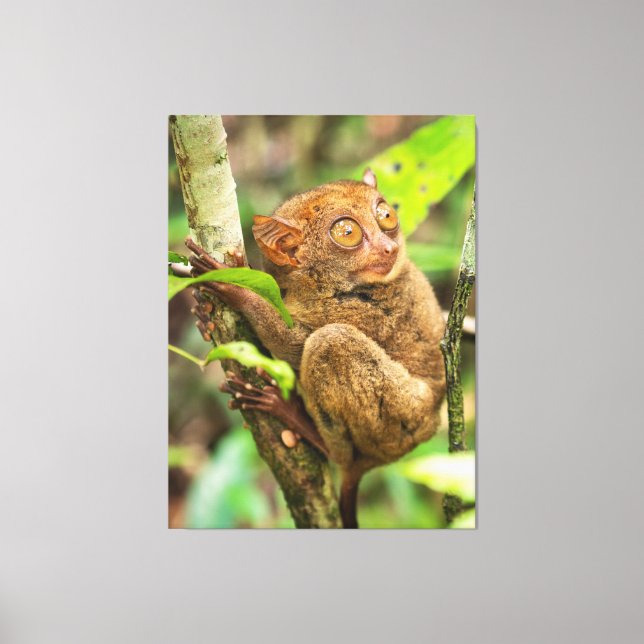 Toile Cute Tarsier Singe Faune (Recto)