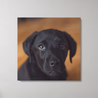 Cutest Baby Animals | Black Labrador Puppy