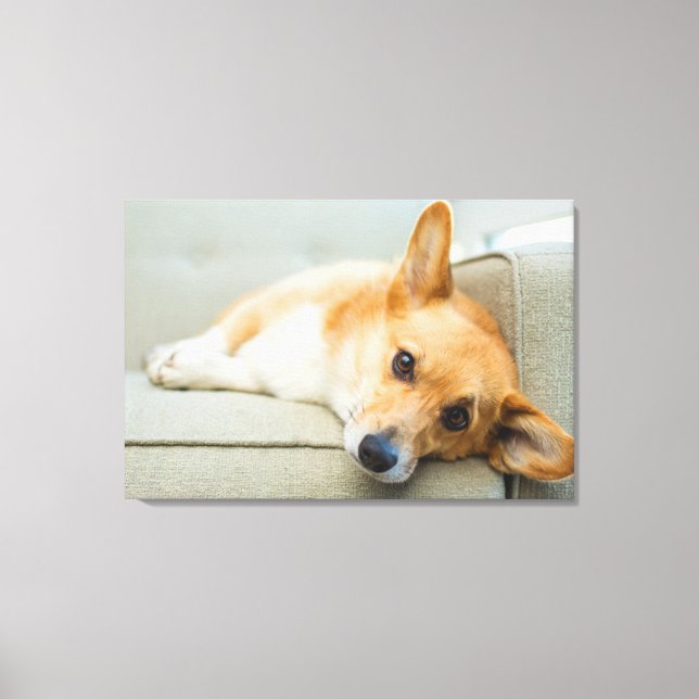 Toile Cutest Baby Animals | Corgi Puppy on Couch (Recto)