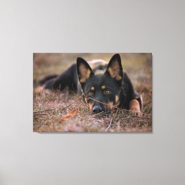Toile Cutest Baby Animals | German Shepherd Puppy (Recto)