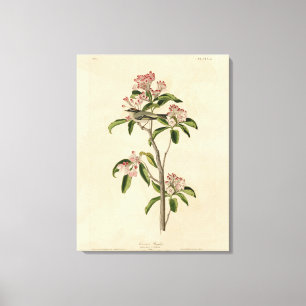 Toile Cuvier's Kinglet (Cuvier's Regulus) Audubon Birds