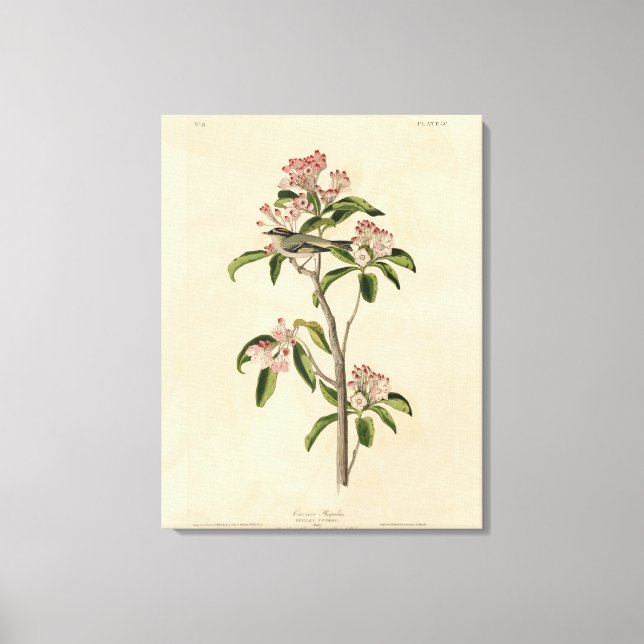 Toile Cuvier's Kinglet (Cuvier's Regulus) Audubon Birds (Recto)