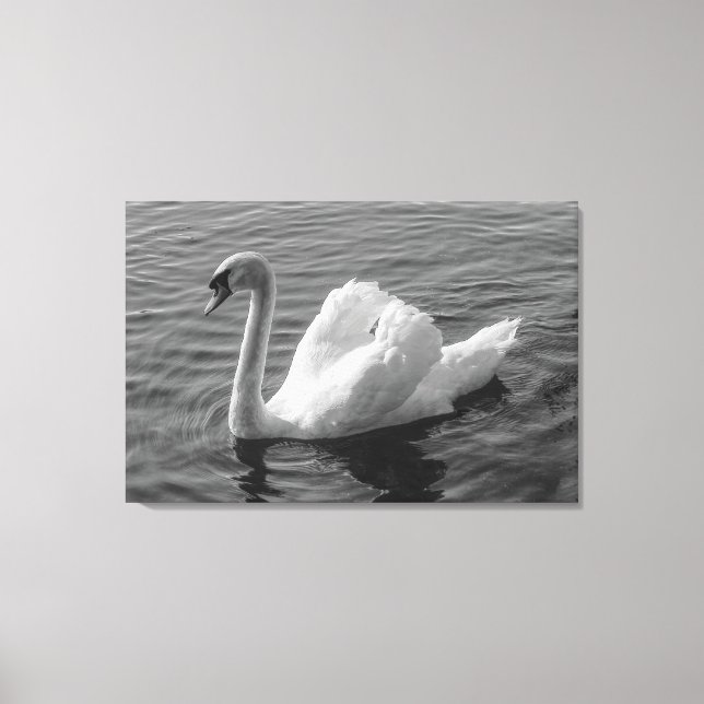 Toile Cygne. Roath Park Lake, Cardiff, Wales B&W Canvas  (Recto)