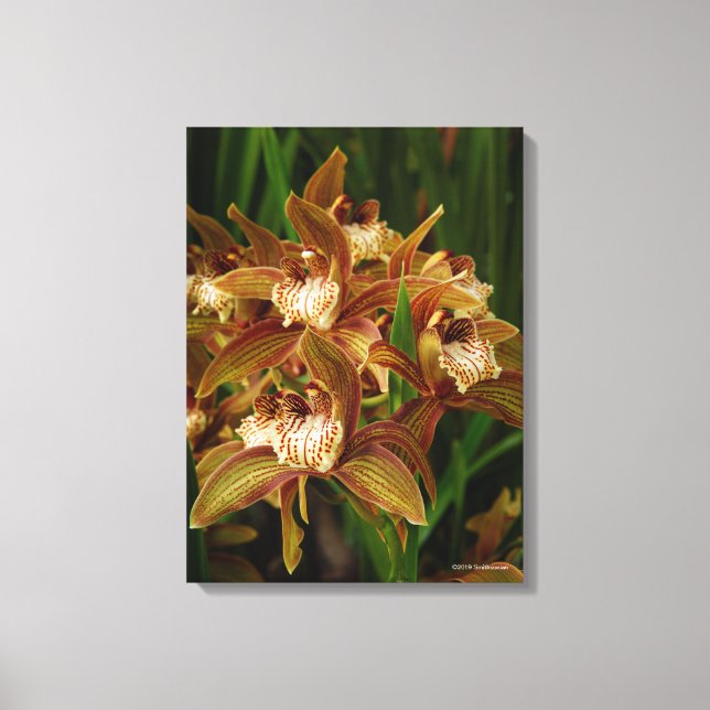 Toile Cymbidium tryanum (Recto)