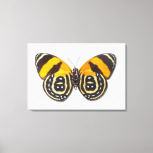 Toile Cynosura de Catagramma