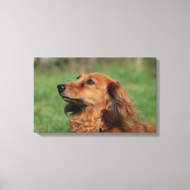 Toile Dachshund miniature à cheveux longs 2 (Recto)