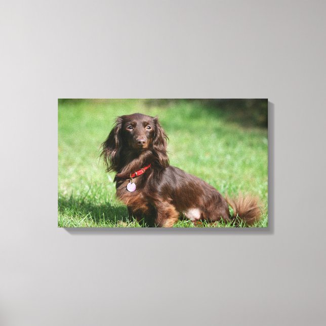 Toile Dachshund miniature au chocolat et au tan aux chev (Recto)