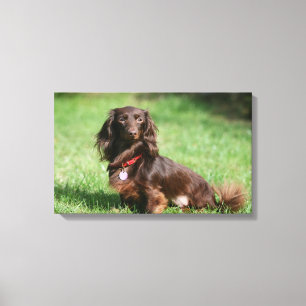 Toile Dachshund miniature au chocolat et au tan aux chev