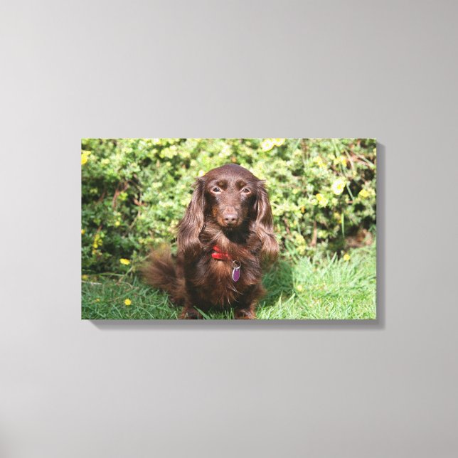 Toile Dachshund miniature Brown aux cheveux longs (Recto)