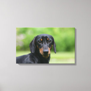 Toile Dachshund noir et tan Miniture 1