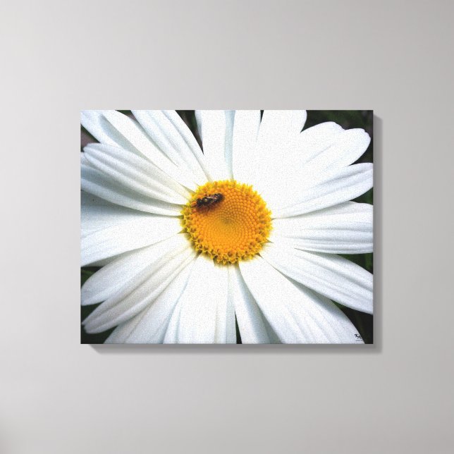 Toile Daisy (Recto)